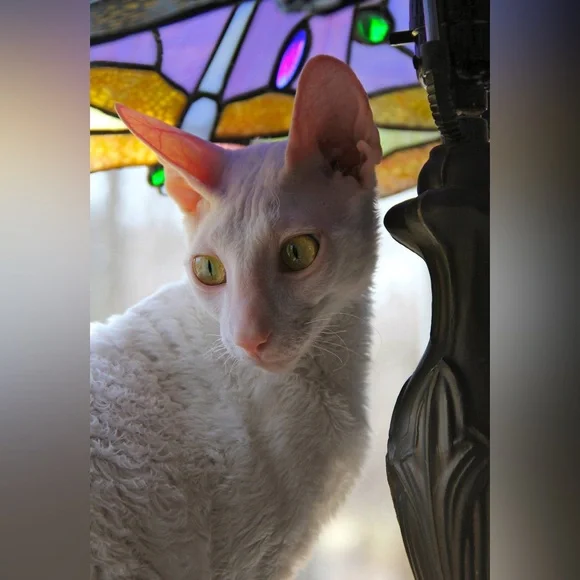 Stained Glass Dragonfly Lamp Shade - Picture 8 of 9